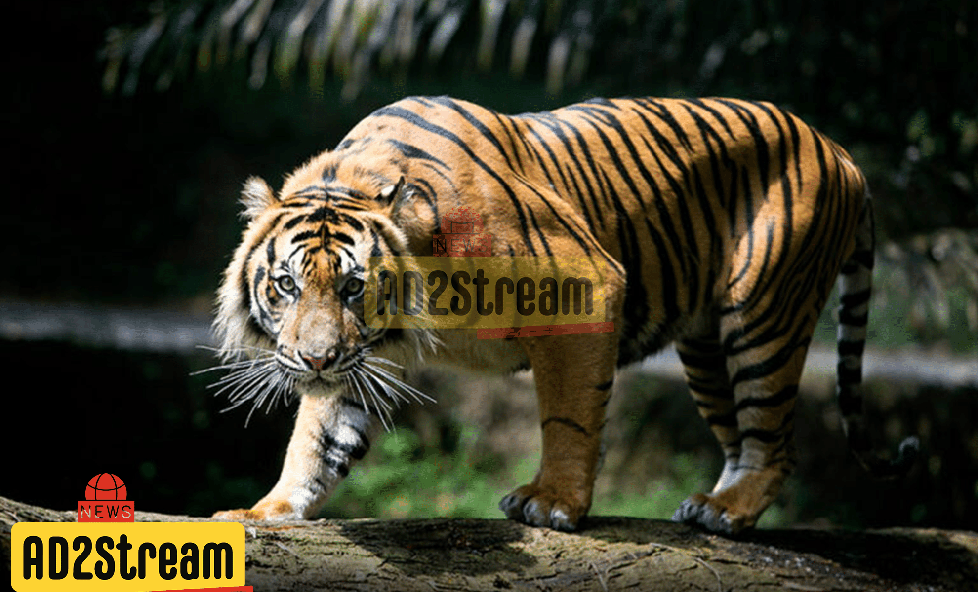 Pria 43 Tahun Tewas Diserang Harimau Kondisi Kepala Putus