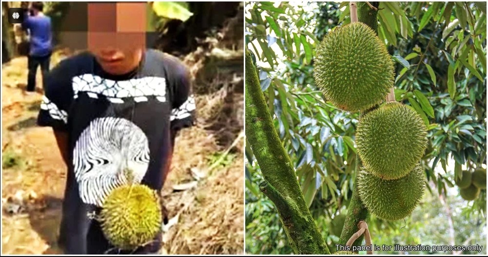 Mencuri Tiga Buah Durian: Sang Ayah Ganti Rugi Rp 34,6 juta