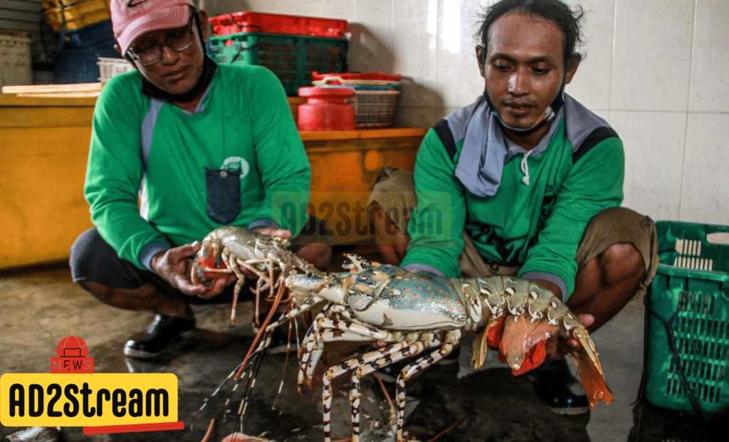 Teknik Budidaya Lobster