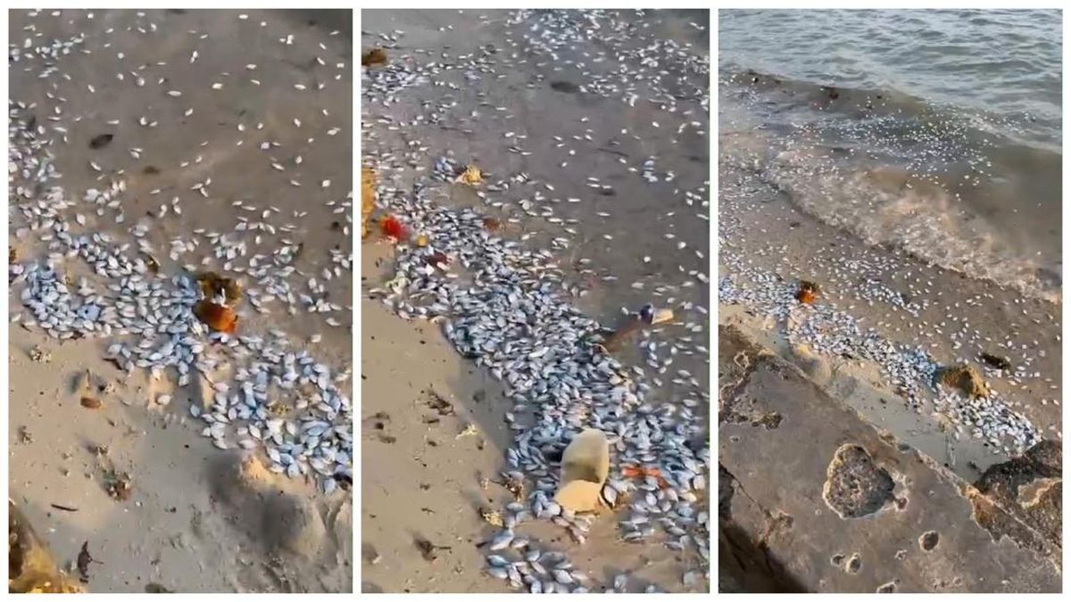 Video Ribuan Ikan Mati di Pantai Lampung Viral, Ternyata Terjadi pada 2023