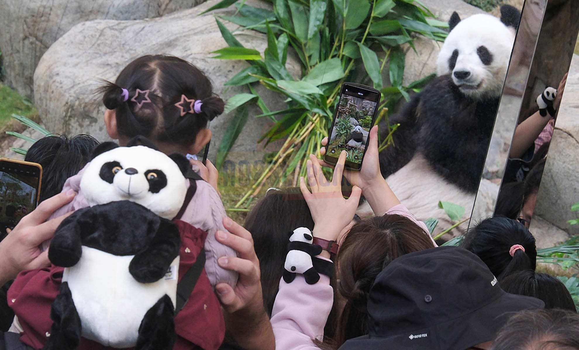 100 Hari Kelahiran Panda Kembar Warga Hong Kong Antusias