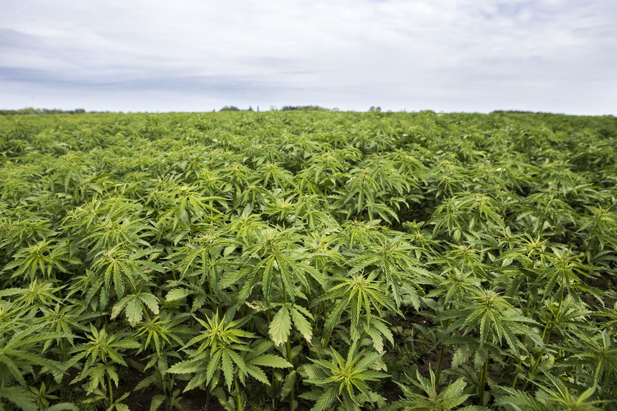 Ladang Ganja: Polisi Temukan Seluas 1,8 Hektare di Madina