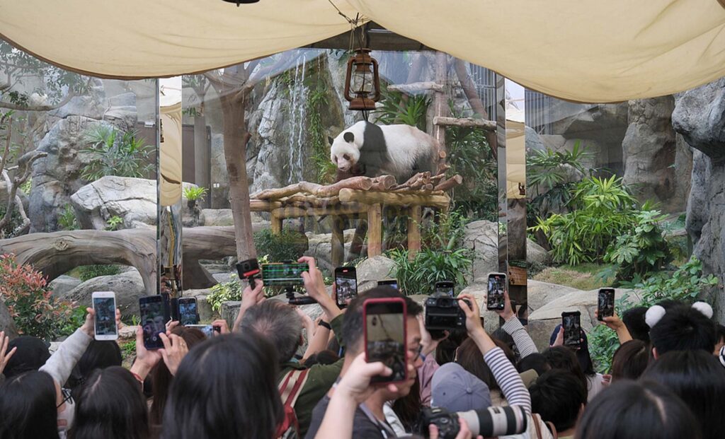 Anak panda kembar yang lahir dari Ying Ying, seekor panda raksasa yang dihadiahkan oleh pemerintah pusat kepada Hong Kong, merayakan hari ke-100 mereka pada hari Sabtu