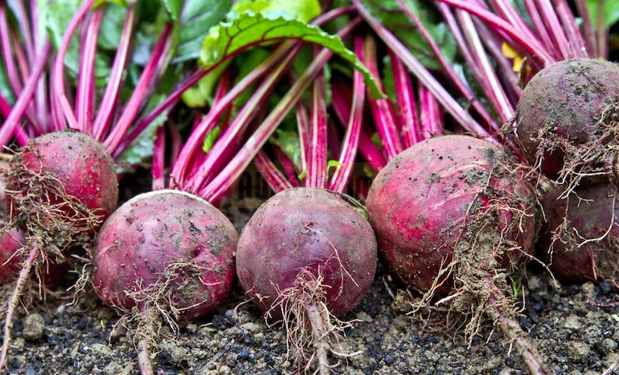 Khasiat Kesehatan Beetroot – Superfood yang Kaya Nutrisi