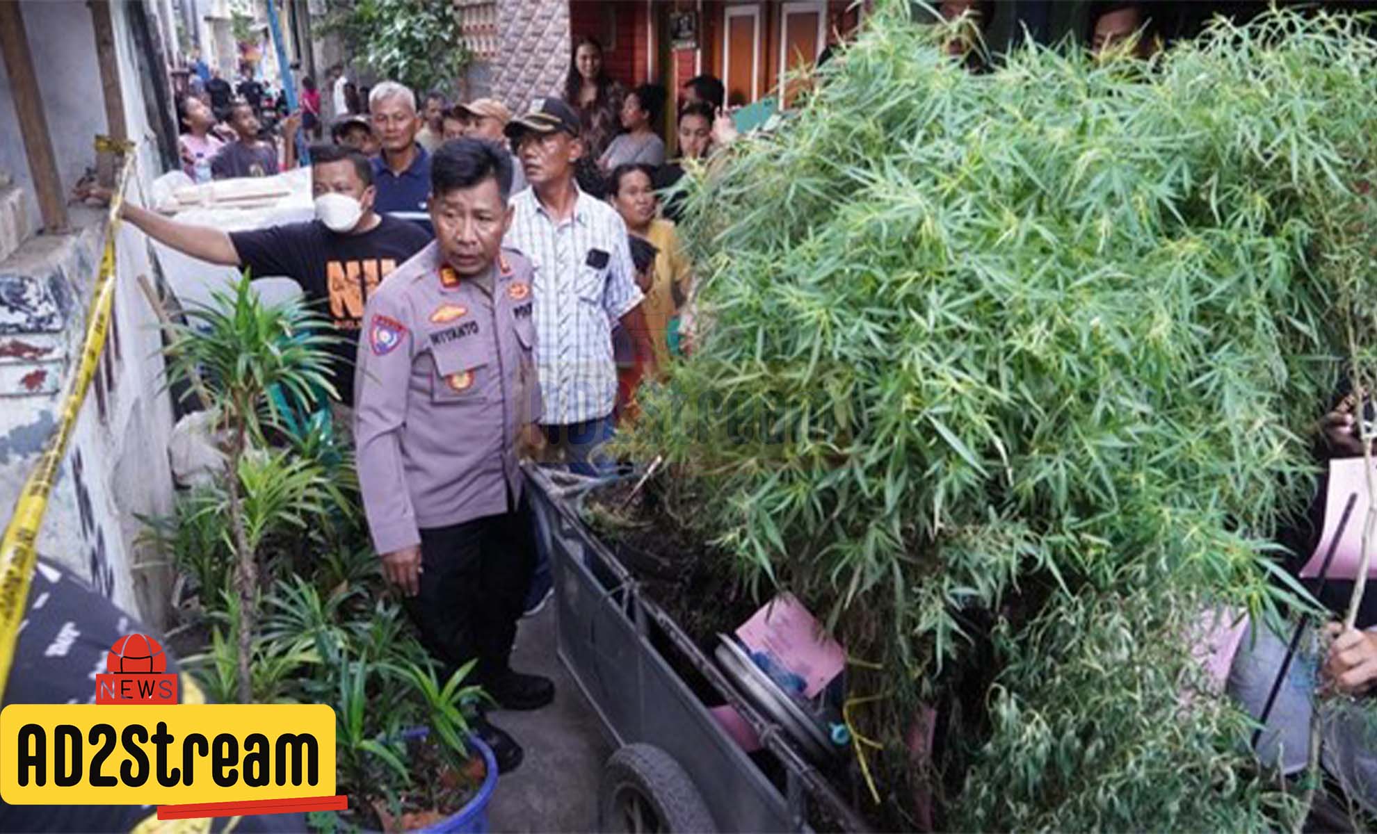 Rumah Dijadikan Lahan Ganja Polisi Sita Total 40 Pohon Ganja