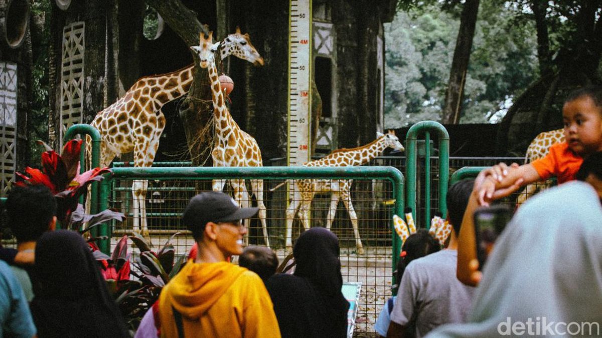 Ragunan Tetap Buka Libur Natal dan Tahun Baru, Cek Jamnya